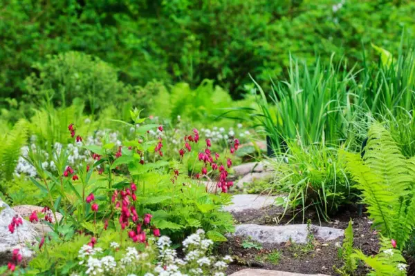 Ticks are attracted like a magnet: which plant has no place in your plot
