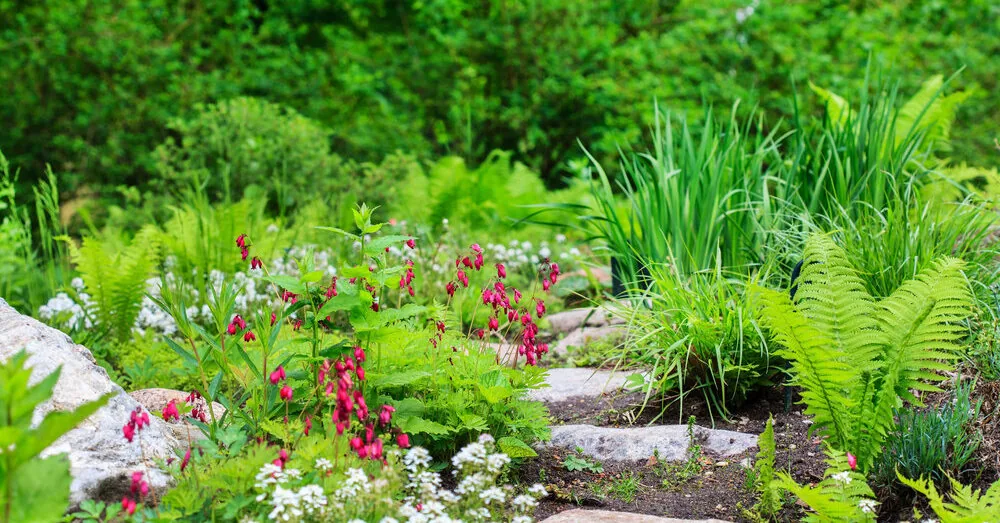 Ticks are attracted like a magnet: which plant has no place in your plot