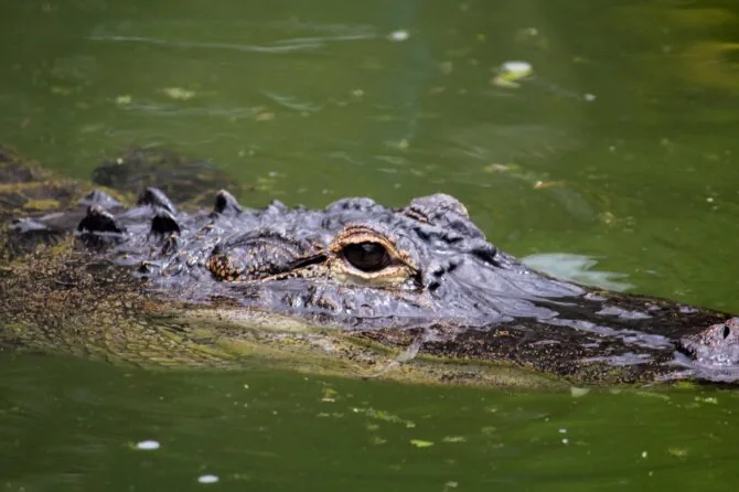 Shutterstock photo / Crocodile