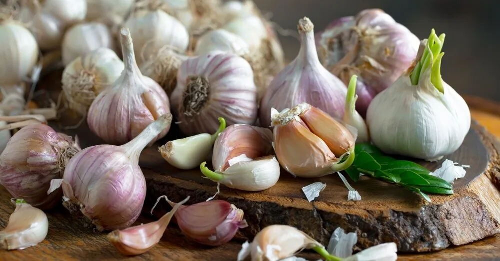 Special herb neighborhood: a simple trick to keep garlic from rotting in winter