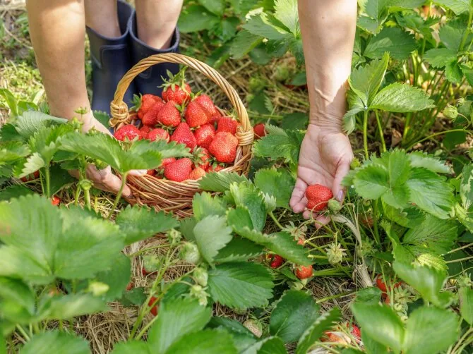 Shutterstock photo/Strawberries