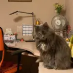 Renting an apartment – you also get a cat: a resident of Kaunas is looking for roommates for Truncė