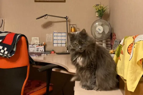 Renting an apartment – you also get a cat: a resident of Kaunas is looking for roommates for Truncė