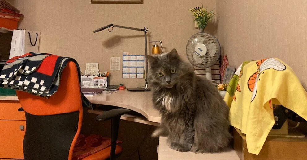 Renting an apartment – you also get a cat: a resident of Kaunas is looking for roommates for Truncė