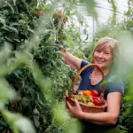 Experienced grower answered whether it is necessary to trim tomato tops: in one case it is essential