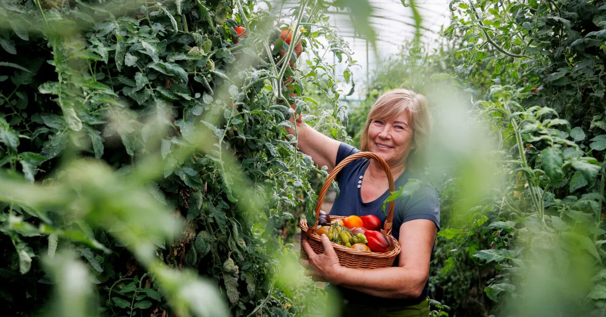 Experienced grower answered whether it is necessary to trim tomato tops: in one case it is essential