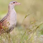 Expanding the Nevėžis Landscape Reserve will better protect corncrakes