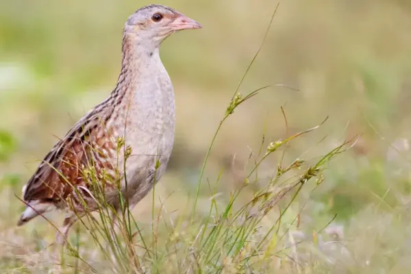 Expanding the Nevėžis Landscape Reserve will better protect corncrakes