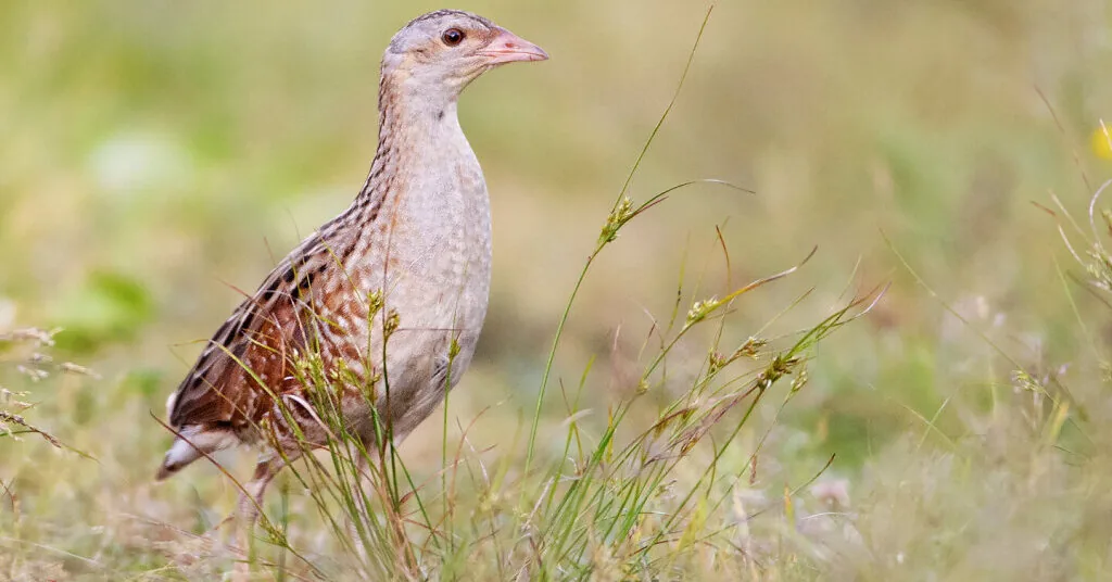 Expanding the Nevėžis Landscape Reserve will better protect corncrakes