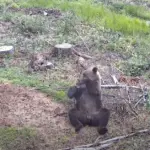 Bear spotted in Kaišiadorys district