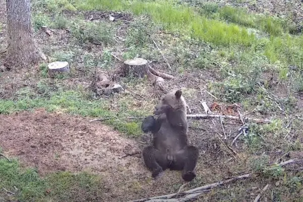 Captured an impressive sight: A bear enjoyed a "forest bath" in the Kaišiadorys district