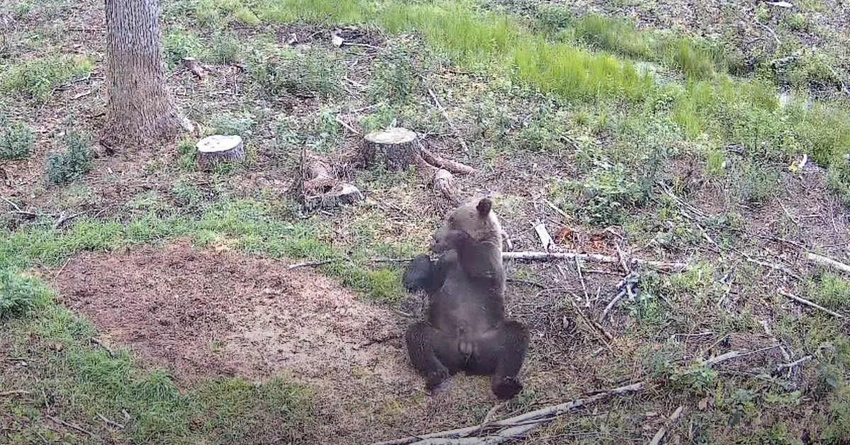 Captured an impressive sight: A bear enjoyed a "forest bath" in the Kaišiadorys district