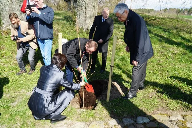 Pranešimo autorių nuotr. / Sakurų sodinimas su japonais Kurkliuose