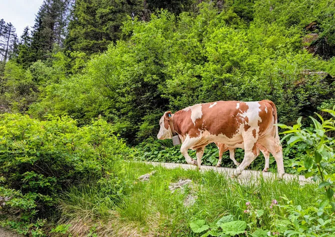 Photo by Valdas Pryšmantas / Austria