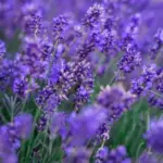 This mistake can kill lavender: 5 steps for longer blooming
