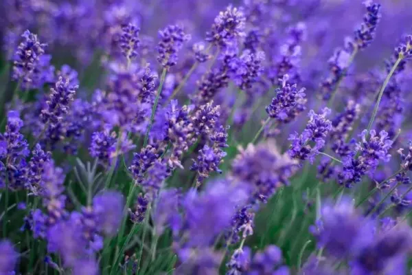This mistake can kill lavender: 5 steps for longer blooming