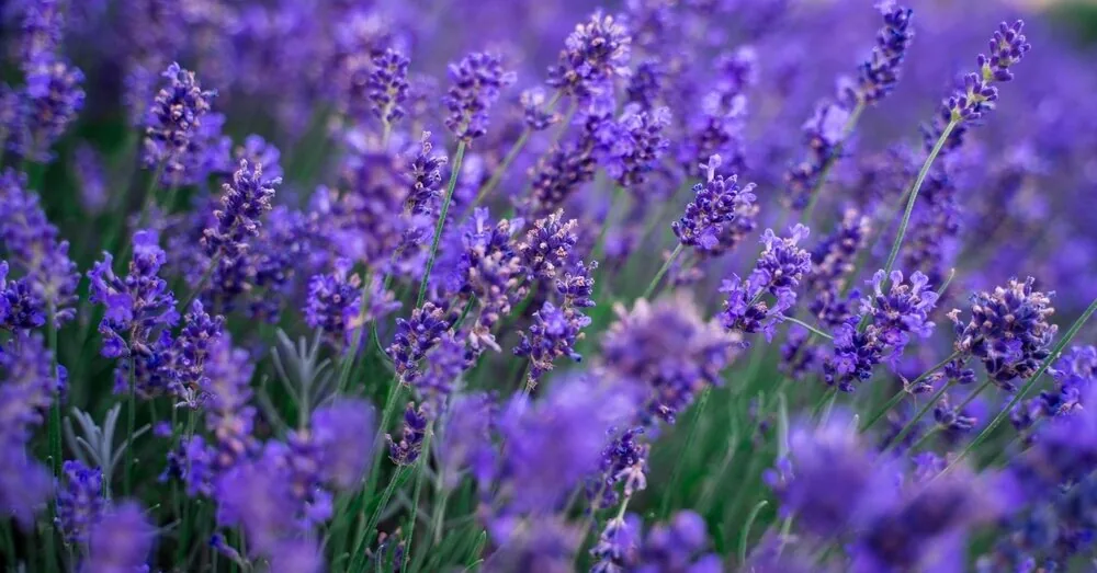 This mistake can kill lavender: 5 steps for longer blooming