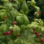 Last chance this summer: a specialist advises which herbs you can still gather in the forests