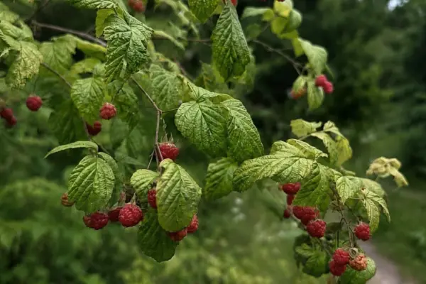 Last chance this summer: a specialist advises which herbs you can still gather in the forests