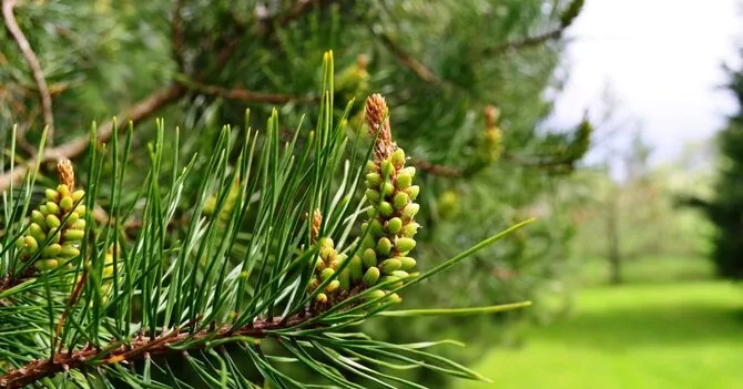 VMU nuotr./Paprastoji pušis (Pinus sylvestris L. )