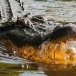 In Indonesia, a scientist was killed by a giant "pet" crocodile: colleagues found her in its jaws