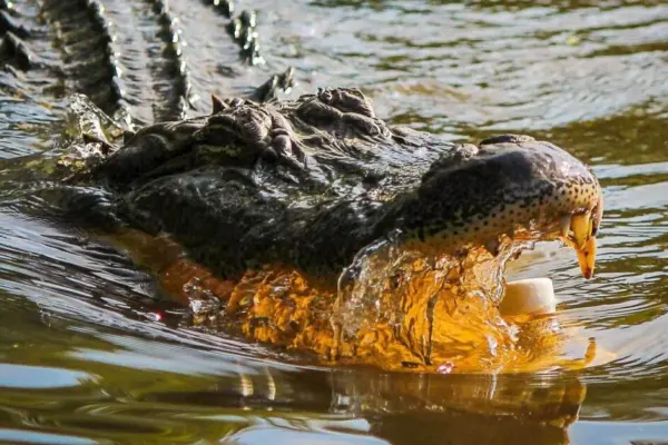 In Indonesia, a scientist was killed by a giant "pet" crocodile: colleagues found her in its jaws