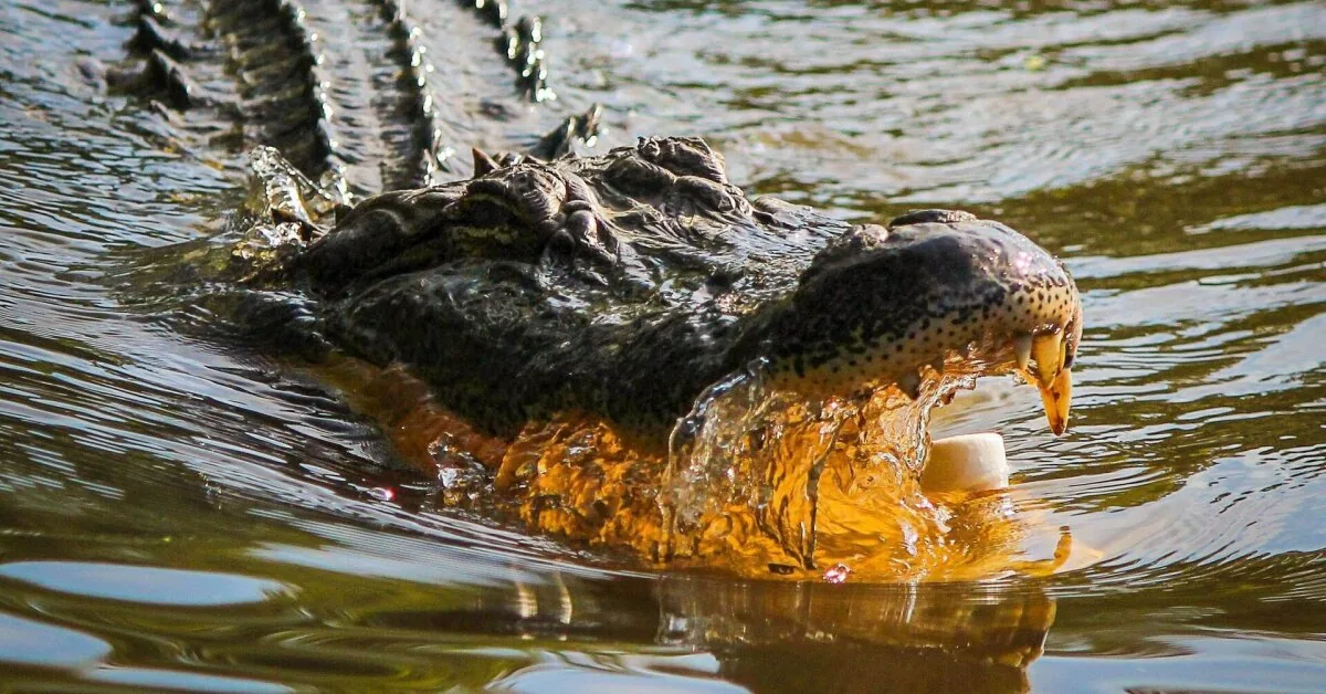 In Indonesia, a scientist was killed by a giant "pet" crocodile: colleagues found her in its jaws
