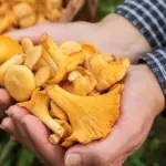 Chanterelles appeared in seaside markets: what are the prices?