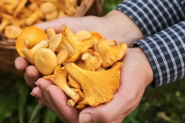 Chanterelles appeared in seaside markets: what are the prices?