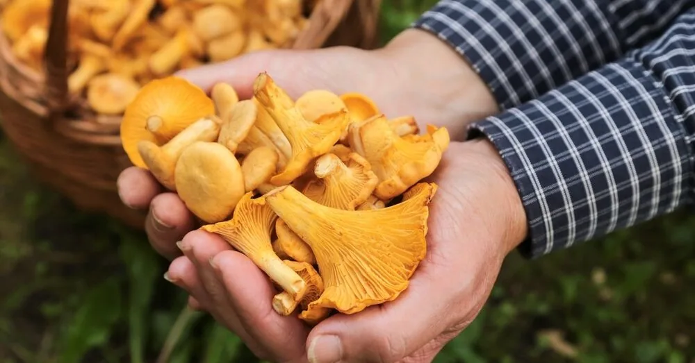 Chanterelles appeared in seaside markets: what are the prices?