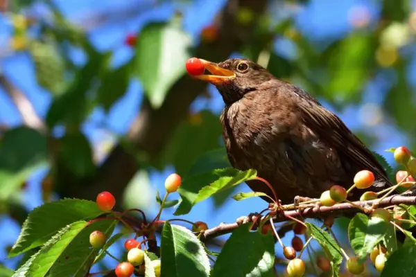 5 proven ways to protect your berry harvest from birds