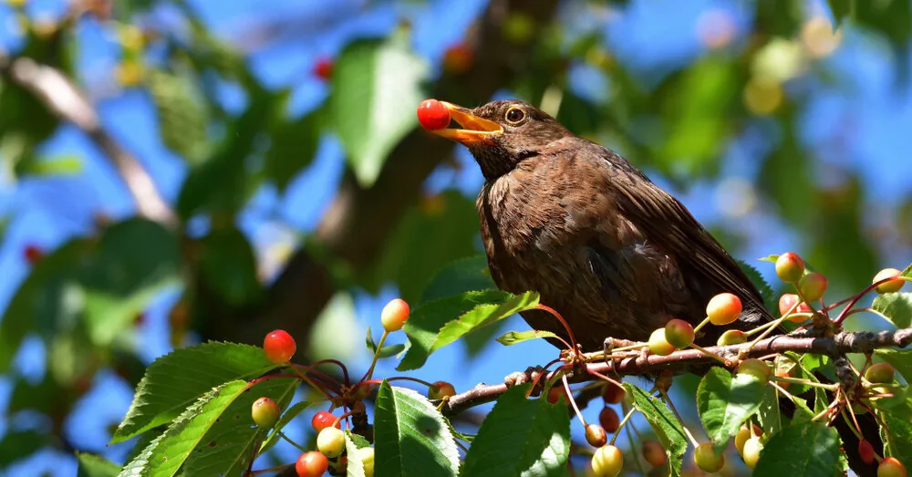 5 proven ways to protect your berry harvest from birds