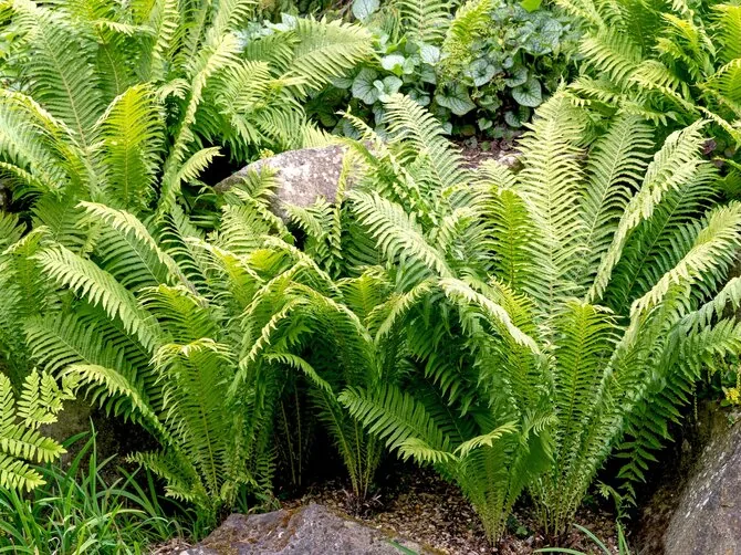 Shutterstock photo/Ferns