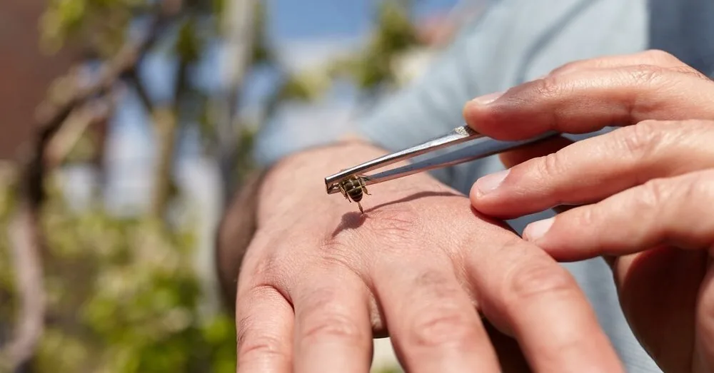 A specialist explained how to safely use bee products and why self-medication can end tragically