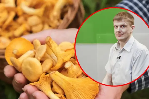 Facebook people boast about eating raw chanterelles: expert warns what it may lead to