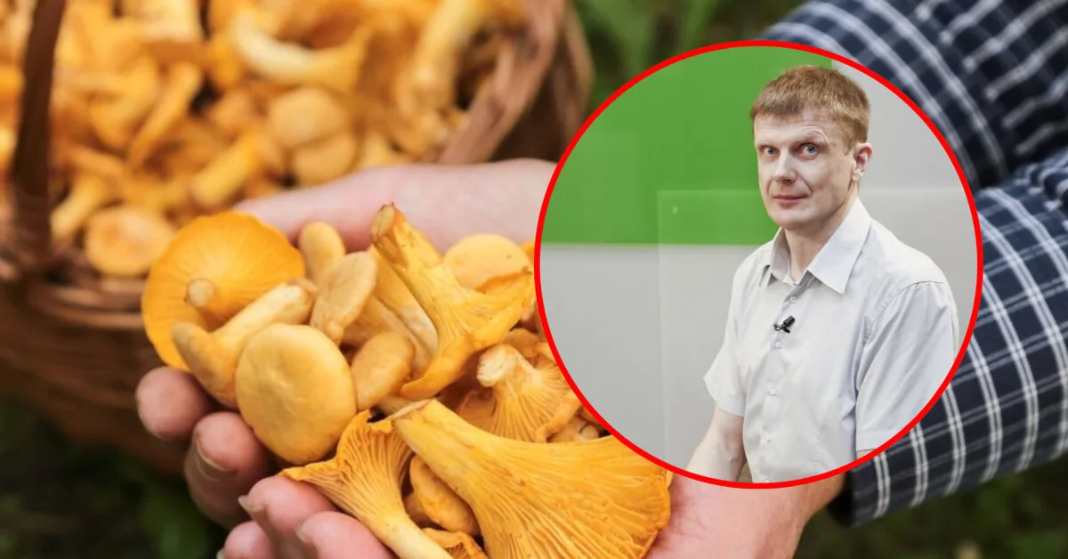 Facebook people boast about eating raw chanterelles: expert warns what it may lead to