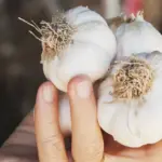 Rains are drowning the harvest? How to save rotting onions and garlic