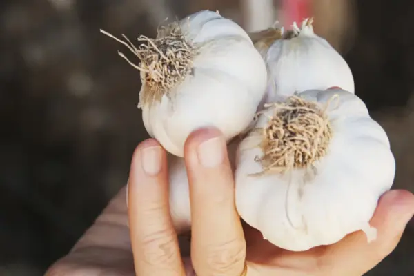 Rains are drowning the harvest? How to save rotting onions and garlic