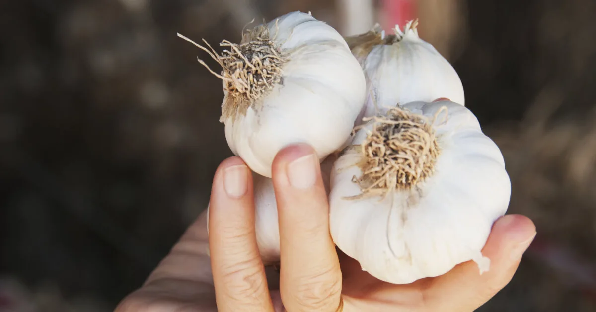 Rains are drowning the harvest? How to save rotting onions and garlic