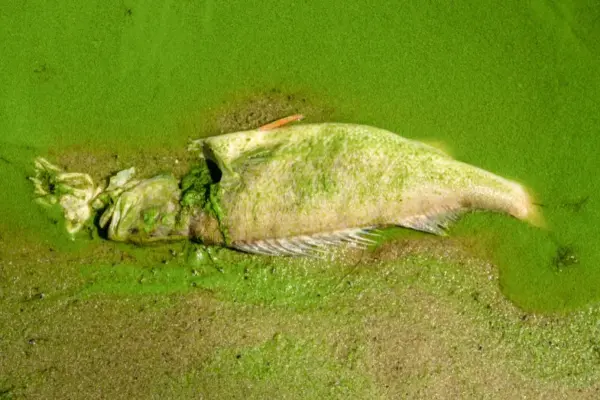 Deadly bloom: newly discovered super-toxic algae puzzle scientists
