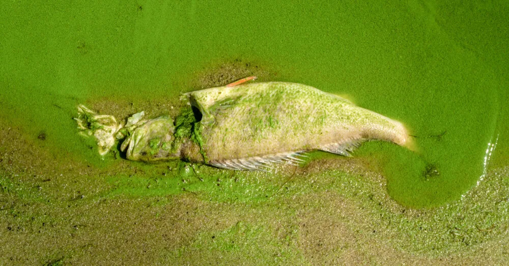 Deadly bloom: newly discovered super-toxic algae puzzle scientists