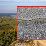 Impressive sight in the Curonian Spit: a caravan of caterpillars blocked a woman's way