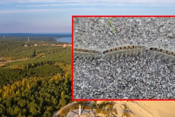 Impressive sight in the Curonian Spit: a caravan of caterpillars blocked a woman's way