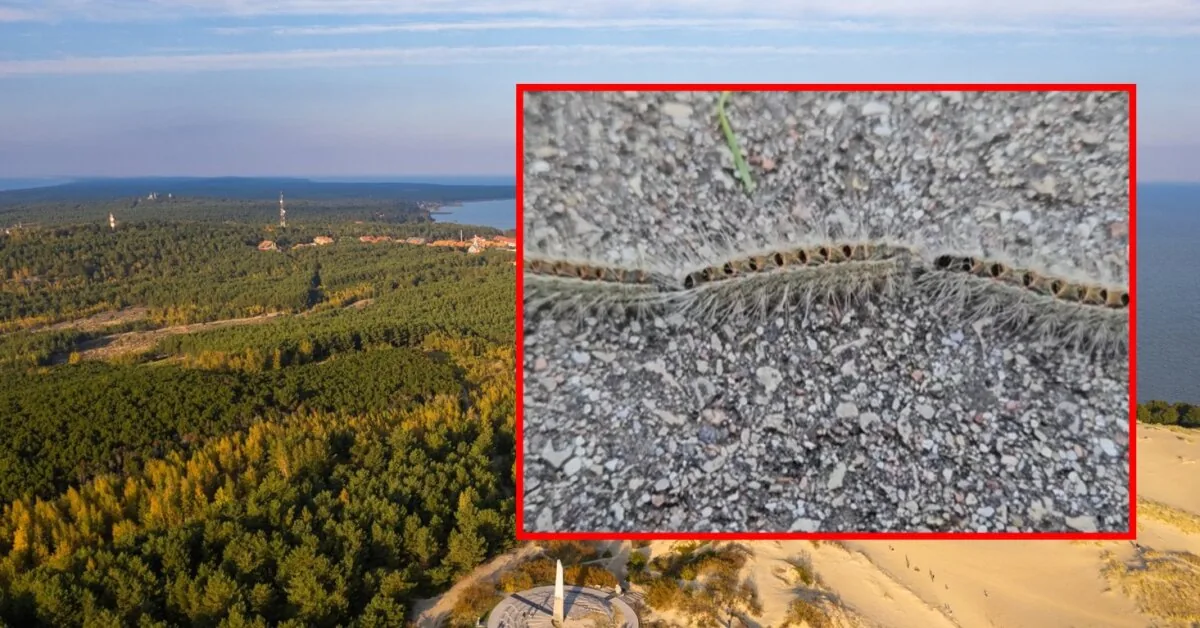 Impressive sight in the Curonian Spit: a caravan of caterpillars blocked a woman's way