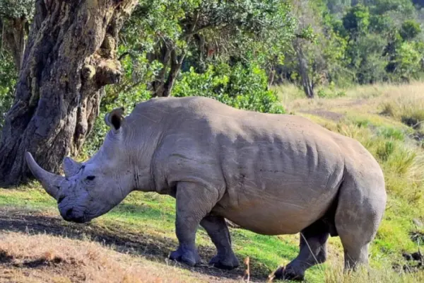 Lithuanian Zoo's rhinos predicted the World Cup winner: here is who they think will win