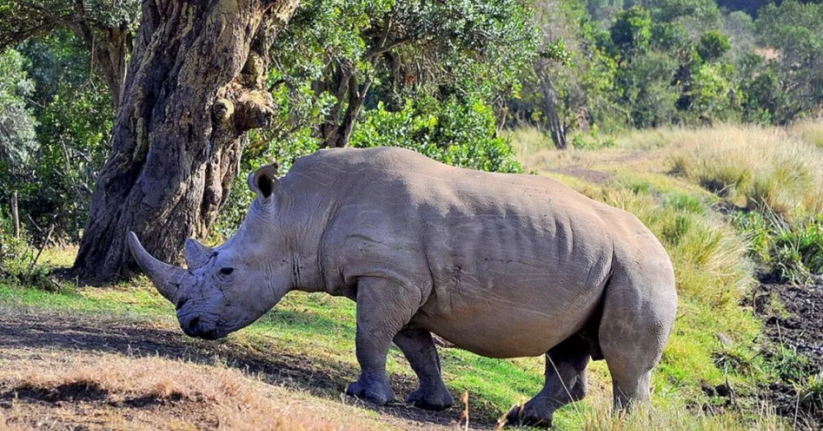 Lithuanian Zoo's rhinos predicted the World Cup winner: here is who they think will win