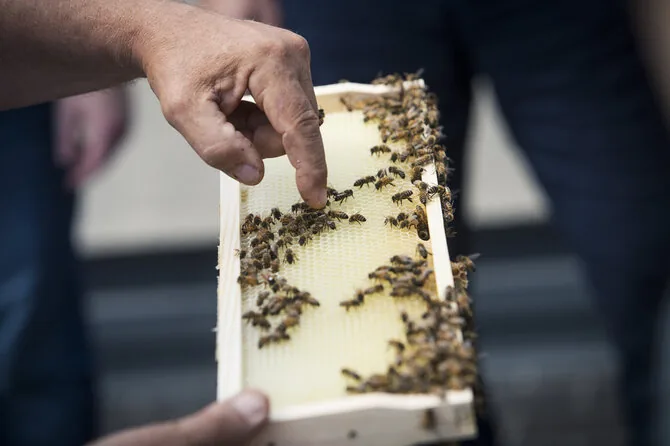 honey (associative photo)