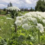 Message from the municipality: private plot owners will also receive assistance