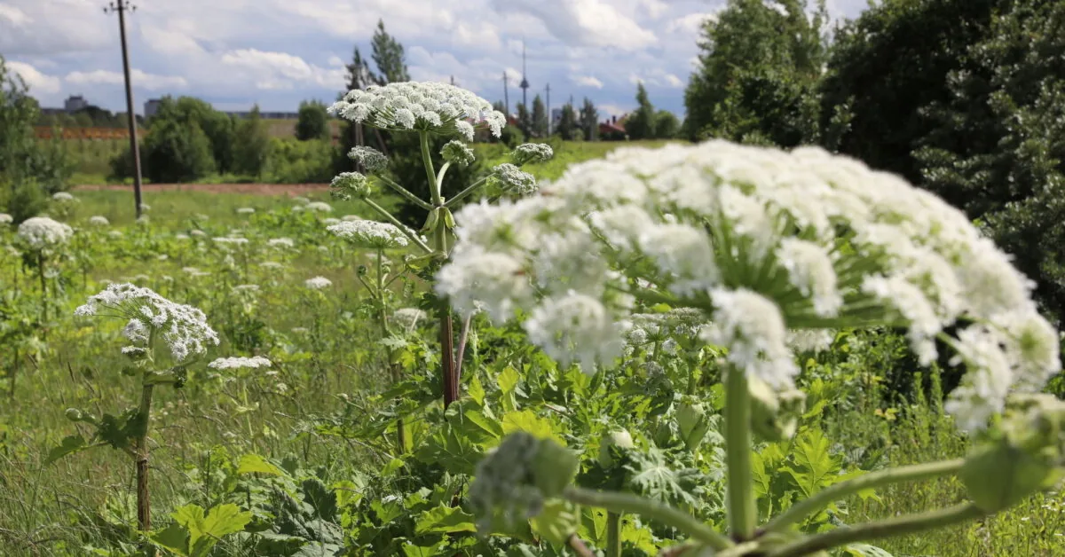 Message from the municipality: private plot owners will also receive assistance
