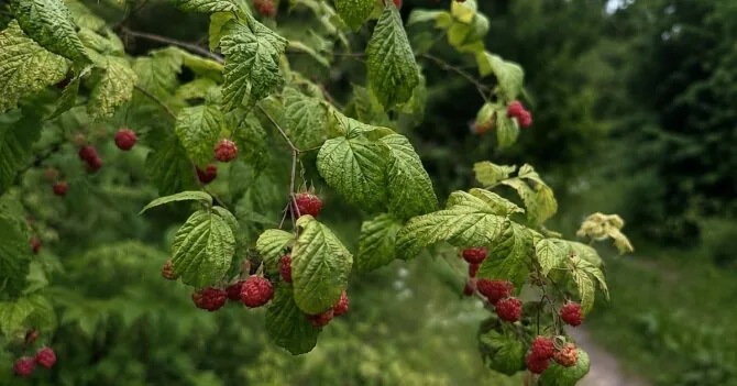 VMU nuotr./Paprastoji avietė (Rubus idaeus L.)